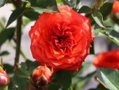 Trandafir Orange Hit (floribunda)