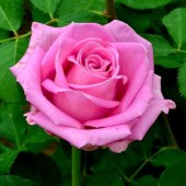 Trandafir Rhodos Roz (teahibrid)